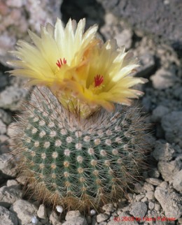 Notocactus cv. G471